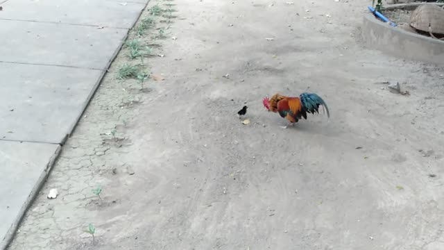 Brave Chick Chases Rooster