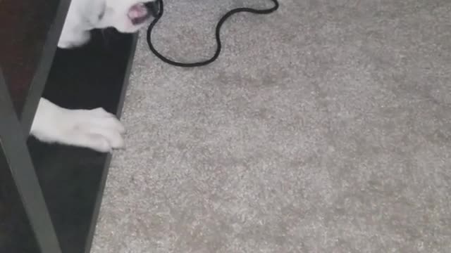 Brown dog playing with white dog under table