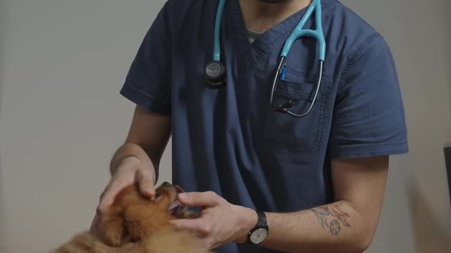 Vet Examining Little Dog's Face