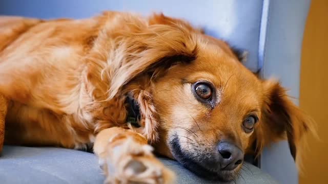 Close up Video of a Dog