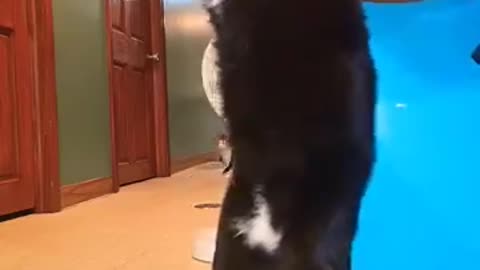 The Funniest Cats That Will Make You Laugh Nonstop – Must-See Videos! 😹"