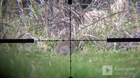 Rabbit hunting