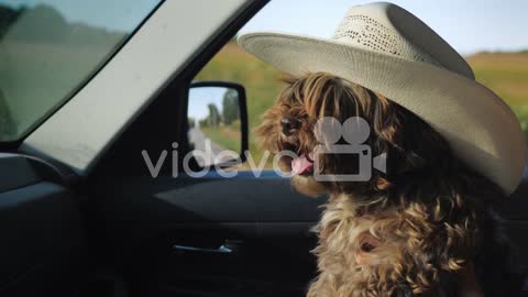 Dog In A Cowboy Hat