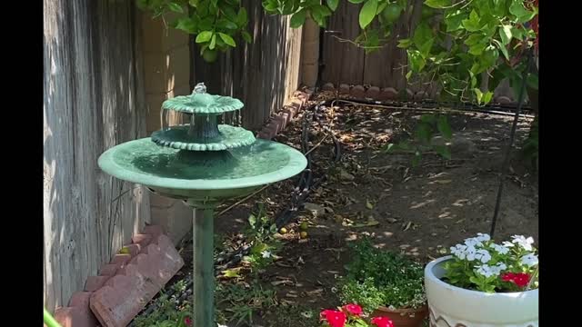 Lovely Sounds from Water Fountain