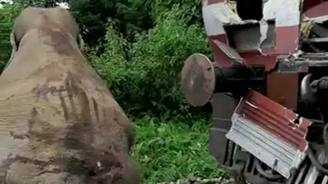 Accident caused by a train colliding with an elephant