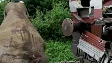 Accident caused by a train colliding with an elephant