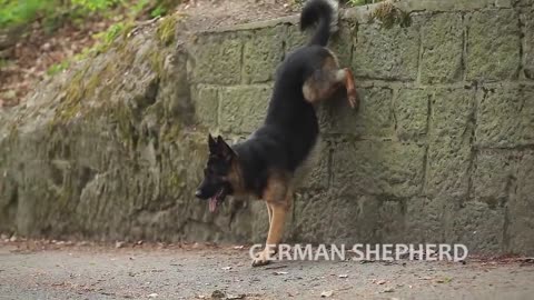 German Shepard Unique video