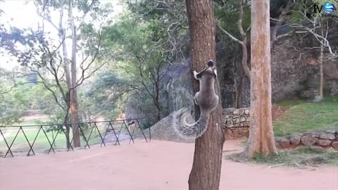 Giant squirrel ( Dadulena )