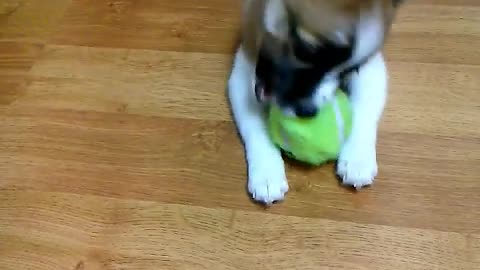 A puppy playing with a baseball.