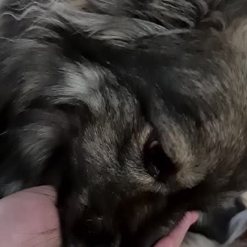 Worlds cutest puppy gets stuck into crystal healing