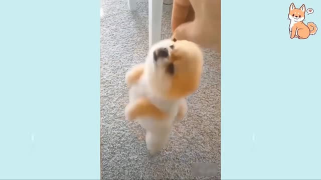 Cute Dogs funny moments