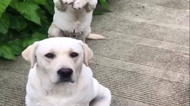 Funniest and cutest labrador puppies video#2-funny puppies video 2021