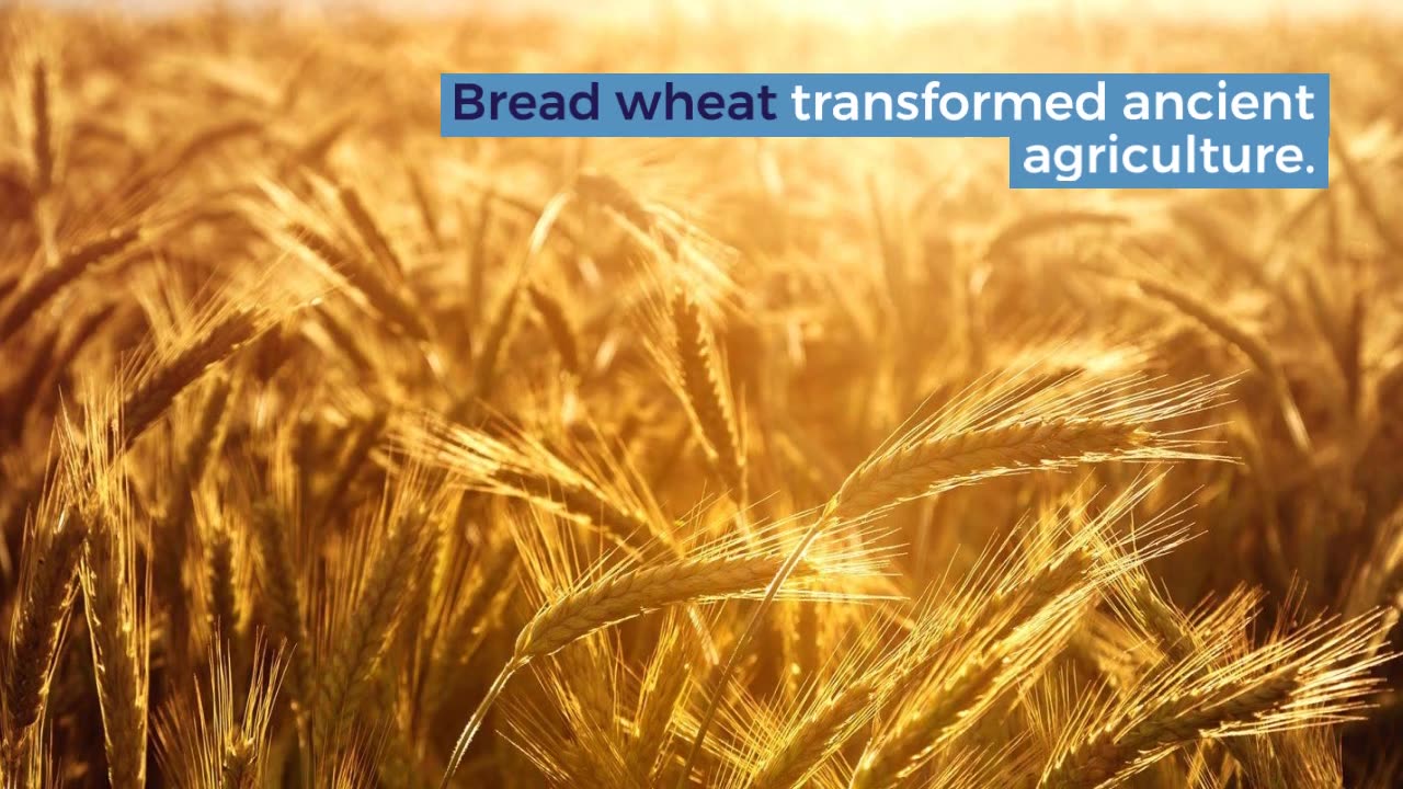 The Plant That Changed History: How an Ancient Hybrid Grass Birthed the World’s Most Iconic Crop