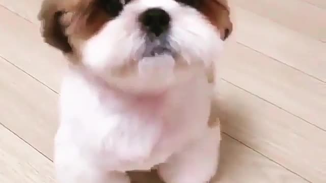 Cute dog ... looks very nice