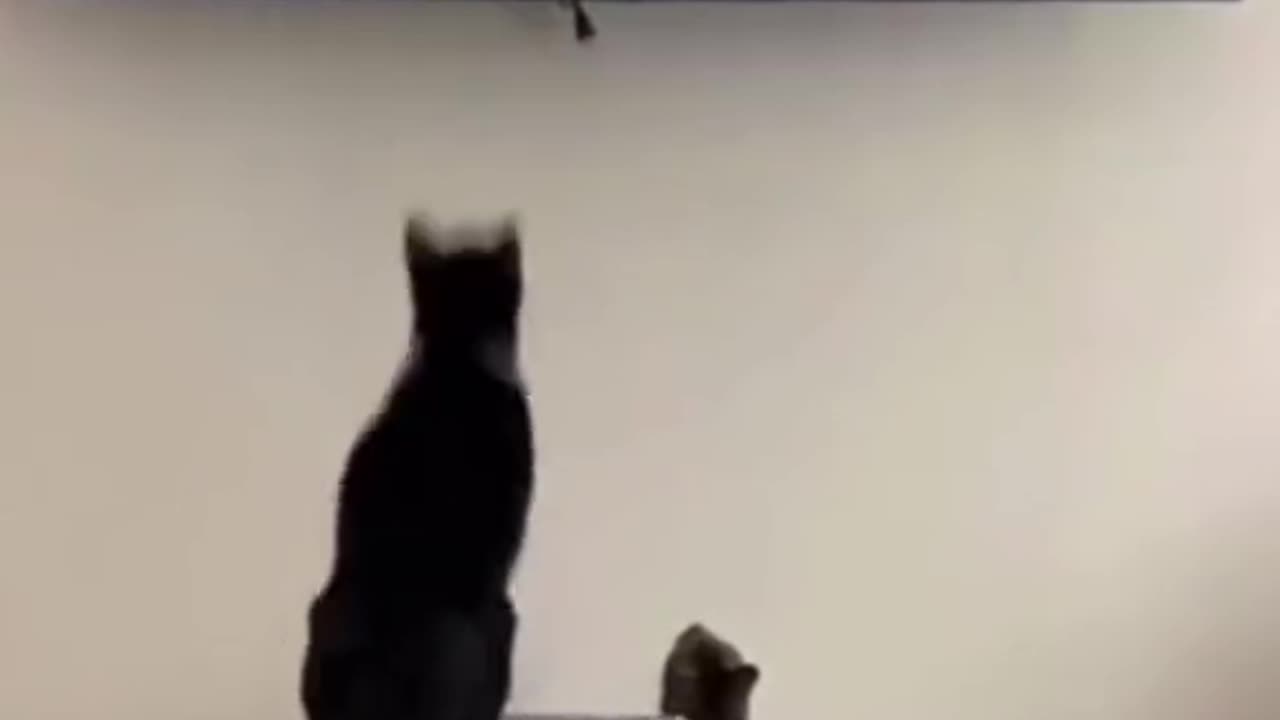 Funny cats 😂