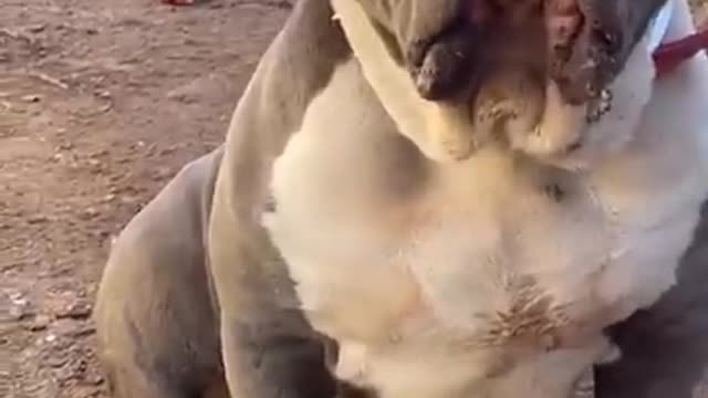 💪🏻😈Dog Attitude Status💞Dog Attitude Whatsapp Status🥰 Dog Lovers Heart’s Touch Status❤️