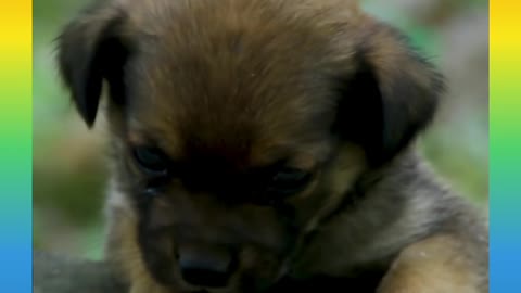 Dog 🐕 baby Emotional