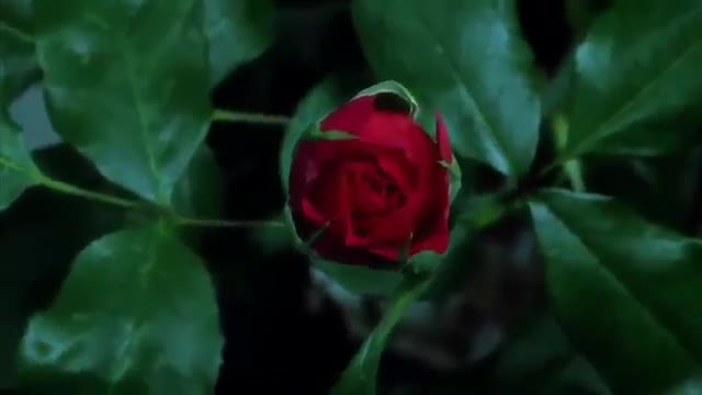 Nature Whatsapp Status Video 💕💕 😘