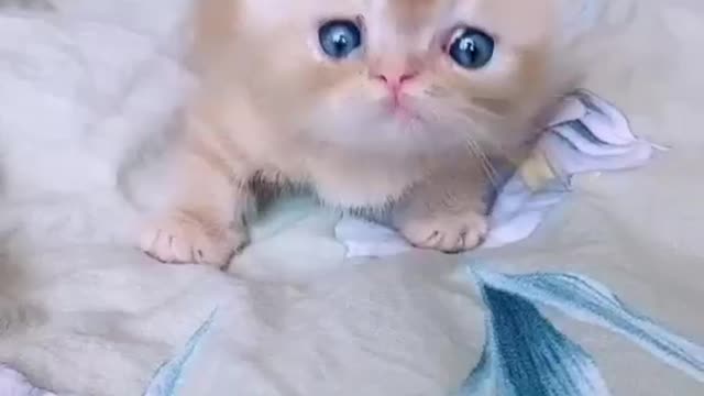 so cute kitten