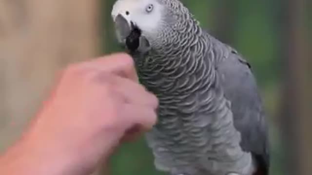 Einstein Parrot Talking Amazing video...so cute