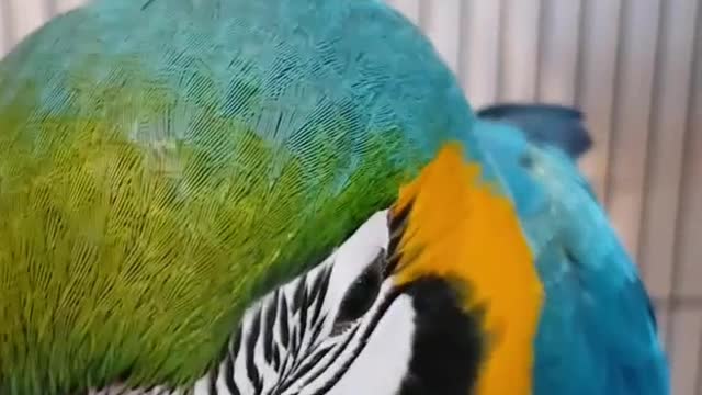 Blue and Gold Macaw Parrot pet, Blue gold macaw, Cute birds