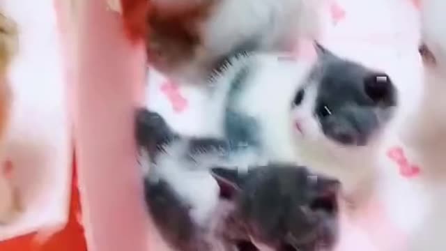 Hard to choose a lot of cute kitten gang