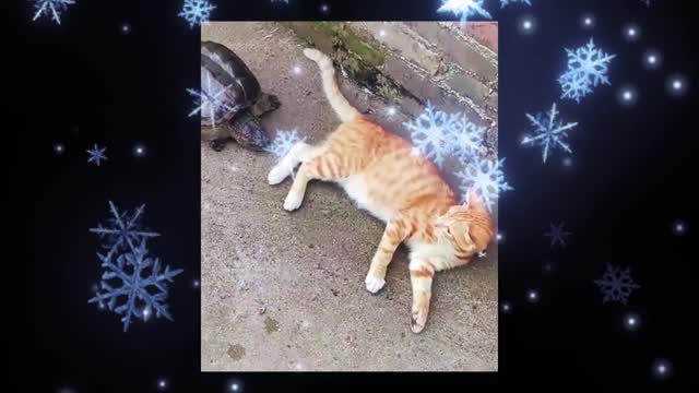 Special treatment unhappy, cat funny collection, cat funny videos