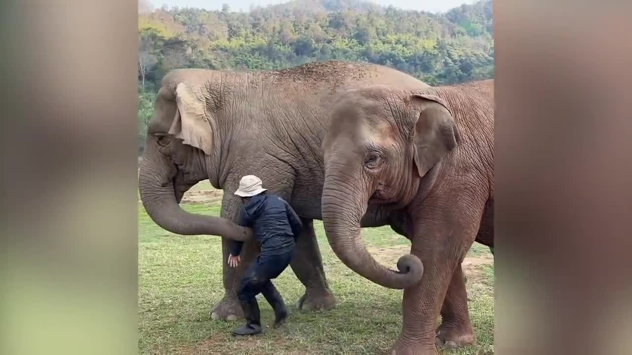 The love of elephants