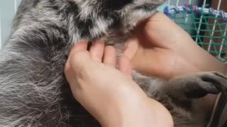 Raccoon's lovely life