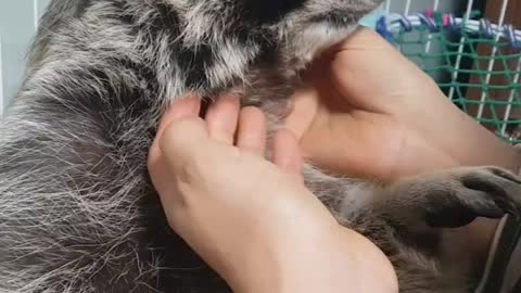 Raccoon's lovely life