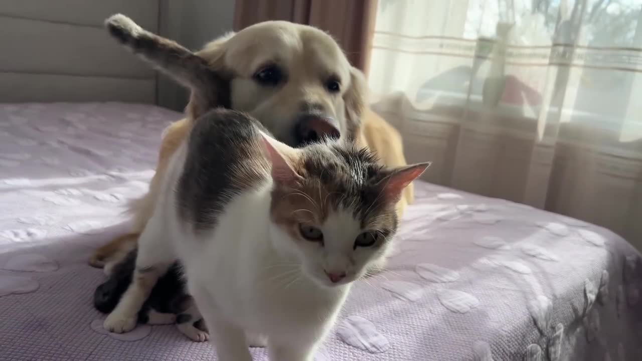 Mom Cat Entrusts Her Babies to a Friendly Golden Retriever