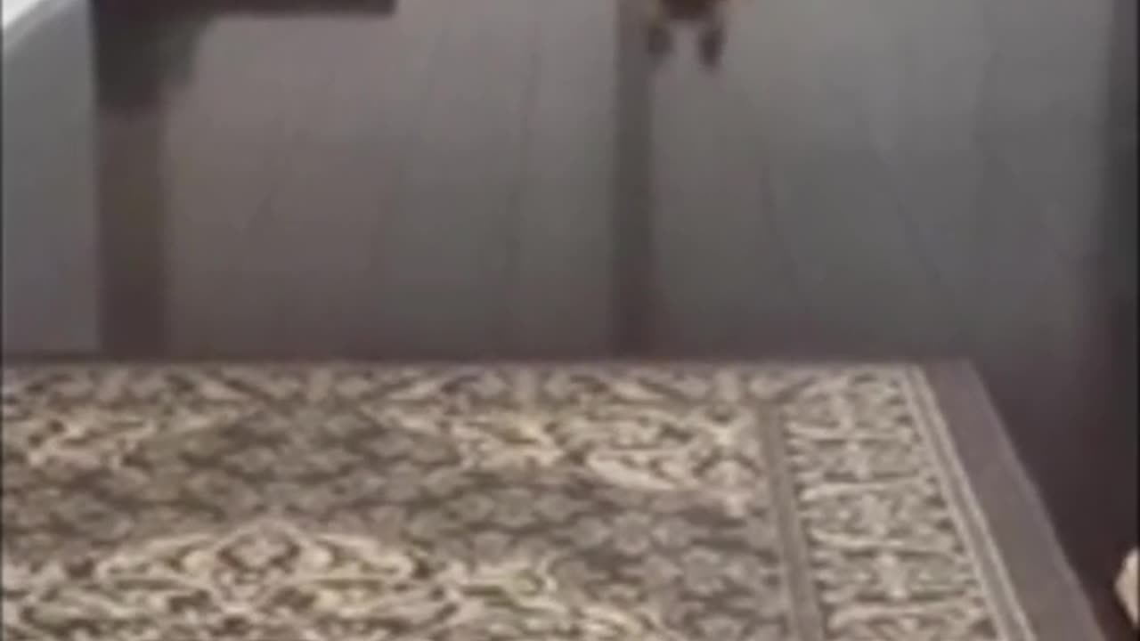 funny animals
