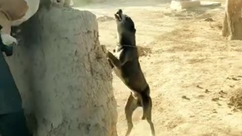 🤪🤪animal_funny_video