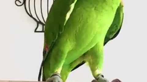 Parrot singing