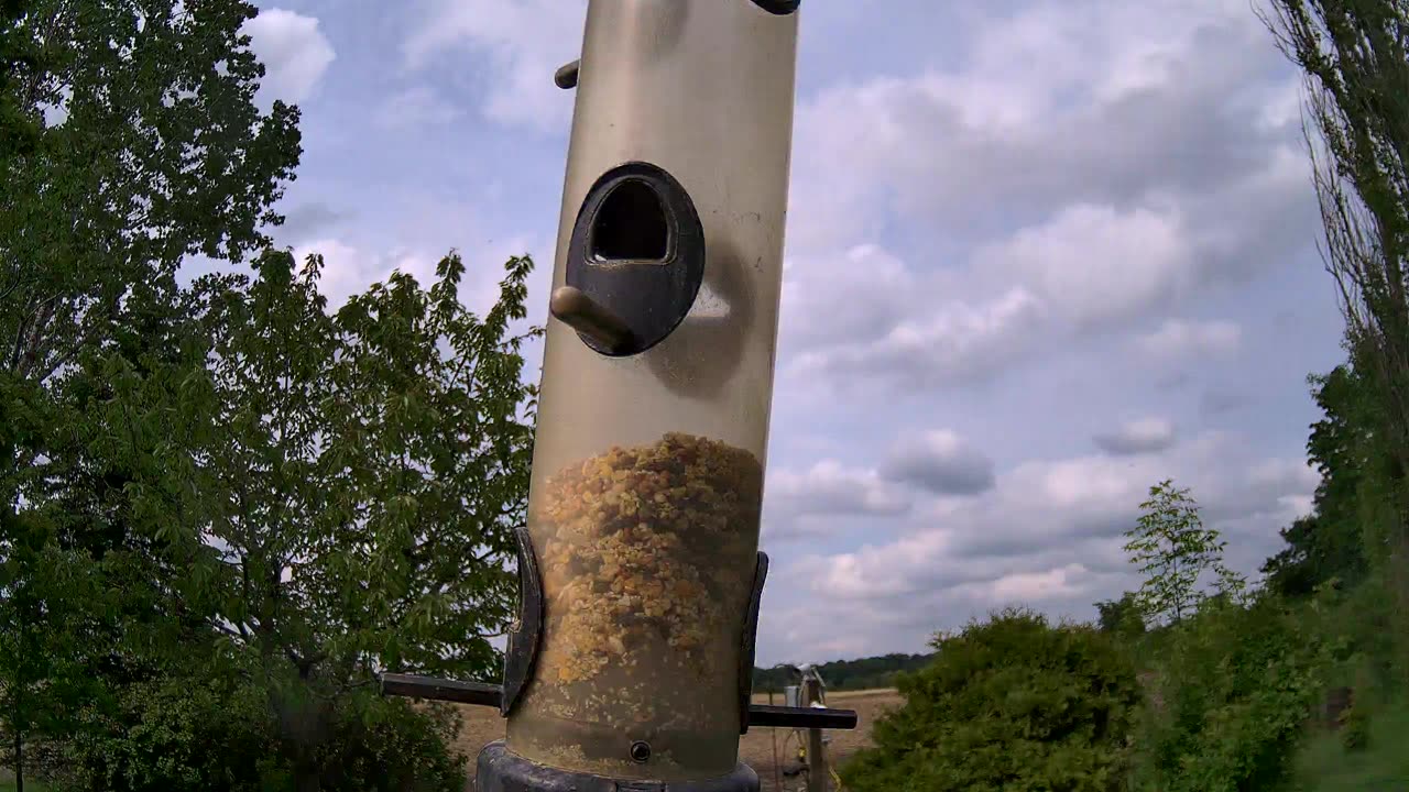 from the feeder: grackle and red wing blackbird