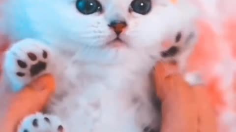 Cute_Kitty_🥰🥀