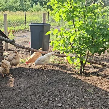 OMC! Friendly flock and an evening worm hunt! 🐔🐛😊 #chickens #hens #flock #feeding #worms #shorts
