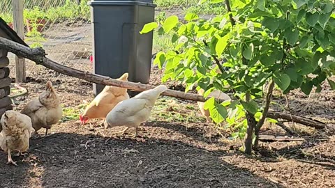 OMC! Friendly flock and an evening worm hunt! 🐔🐛😊 #chickens #hens #flock #feeding #worms #shorts