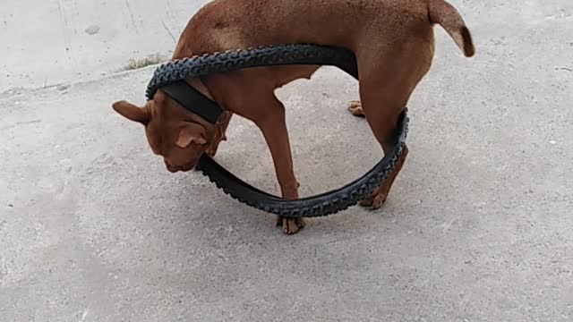 Playful Pooch Gets Stuck in Wheel