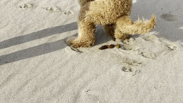 Pooping puppy, standard poodle - 2