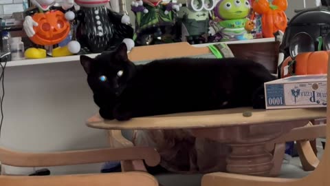 Cute Precious Piper is the Perfect Example of a Black Cat - Adopting a Cat from a Shelter Vlog