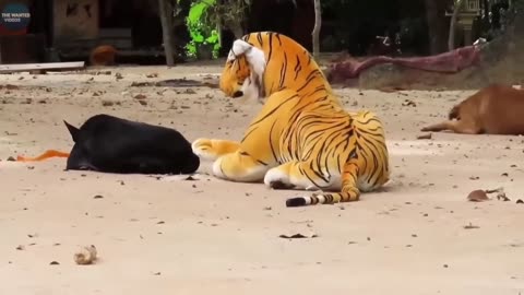 Animals Funny Video