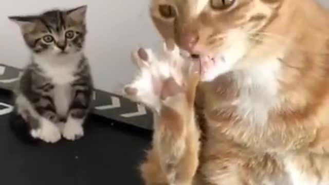 funny cat video ----_ short _ catevideo _ funny cats baby video