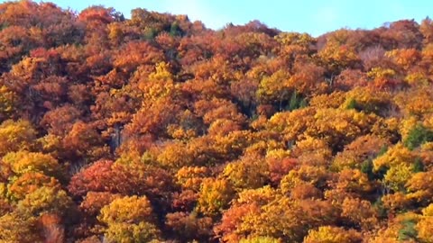 Fall Foliage