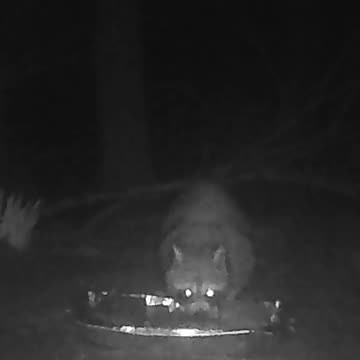 EA S77 - Cautious Coon