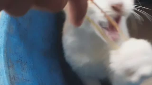 The cat is playing with me #Cat #Pet #Petlover
