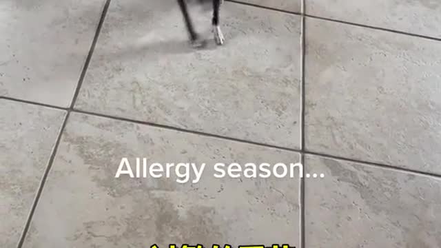 Chihuahua sneezing because of allergy