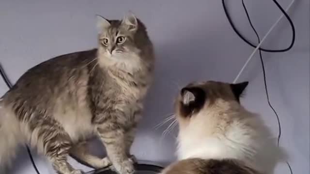 funny cat