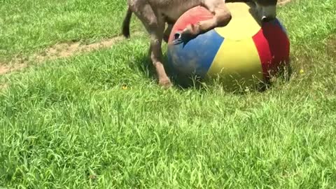 Donkey Has a Ball