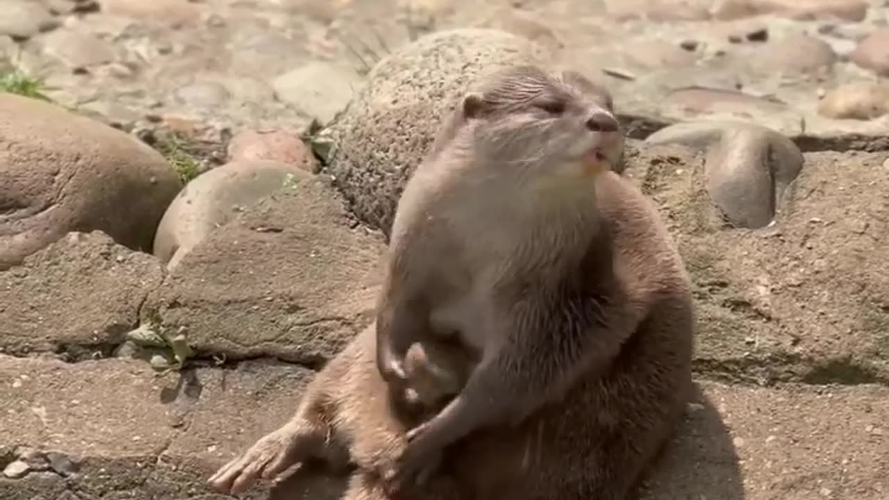 Otters are beautiful